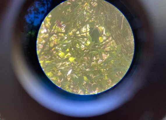 Quetzal durch Fernglas