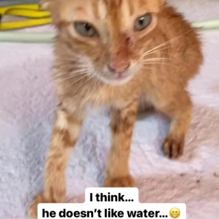 Our stray kitten from the Philippines - we needed to clean him a bit and he definitely hate water 😅 but he looks so cute 🥰 
.
.
.
#kitten #straykitten #catsofphilippines #funnycat #funnyanimal #foundkitten #foundkittensofinstagram #safekitty #babycats #babykatze #straßenkatze #streetcats #catsandwater #braveheart #animalsofinstagram #cuteanimal #funnyanimals #cat #cats #catsofinstagram #catstagram #catlover #catlife #catlovers #instacat #catoftheday #pets #gato #catlove #gatos
