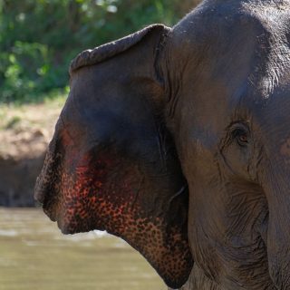 📍Thailand, Chiang Mai  ~Walking with Giants~  Der Ausflug zum Elephant-Sanctuary war ein lang gehegter Wunsch von uns.  Thailand hat eine lange Geschichte des Missbrauchs von Elefanten als Arbeitstiere, als Reittiere und allgemein als Touristenattraktion ohne jeglichen Tierschutzgedanken. Zwar ändert sich dies so langsam, Elefantenreiten wird - zumindest in Nordthailand - nur noch von wenigen Anbietern durchgeführt, aber man sollte schon genauer hinschauen, um mit seinem Geld Projekte zu unterstützen, die tatsächlich ethisch arbeiten.  Man könnte auch sagen, dass es die beste Idee ist, einfach gar kein Geld in Elefantentouren zu stecken - dies ist jedoch zu kurz gedacht. Die Elefanten sind nun einmal da. Sie benötigen sehr viel Futter und kosten demnach Geld, wenn dieses nicht von Touristen kommt, werden sie sonst wohin verkauft oder auf andere Art und Weise zu Geld gemacht.  Wir wählten nach langer Suche das Projekt „Walking with Giants“, von dem wir durch andere Reisenden @lisandmax erfahren haben. Es ist ein neues ethisches Projekt von asianelephantprojects.com. 
Es befindet sich zwar noch im Aufbau, ist aber dennoch eine schöne Möglichkeit, Elefanten näher zu erleben, umgeben von toller Natur - und ohne auf Ihnen zu reiten. Dabei konnten wir Elefanten füttern, sie beim Umherschweifen und Baden beobachten und mit ihnen einen kleinen Spaziergang unternehmen.  Es sind wahnsinnig große Tiere! 😄 Wir hatten wirklich Respekt! Gleichzeitig machte sich totale Faszination in uns breit und so richtig gehen wollten wir nicht. Wir wünschen den Großfüßlern ein besseres Leben in diesem Projekt. Am liebsten wäre uns jedoch, dass auch solche Projekte nicht mehr nötig sind und Elefanten einfach frei in der Wildnis leben können. 🐘
.
.
.
.  #ethicalprojects #elephant #elephantprojects #savetheelepehants #asienelephants #asienelephant #wildlife #animals #nature #faszinationnature #chockchai #chiangmaithailand 
#thailand #welovethailand #thailandbackpacker #thailandtravel
#travel2live #travelblog #worldtravel #womenwhotravel #travelstories #travelstoryteller #travelblogger #welovetraveling